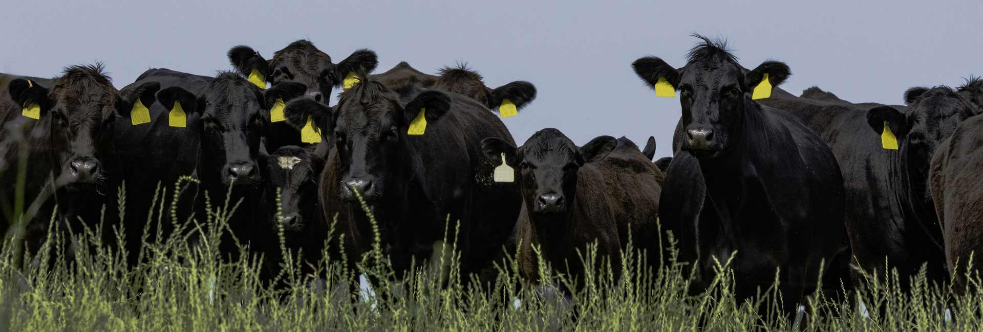 Hacienda Aberdeen Angus en La Pampa
