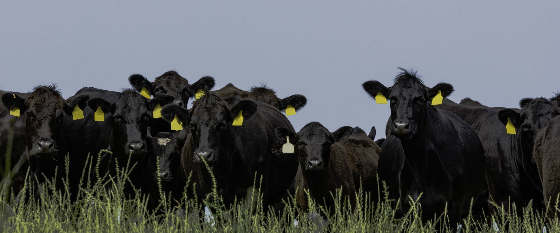 Hacienda Aberdeen Angus en La Pampa